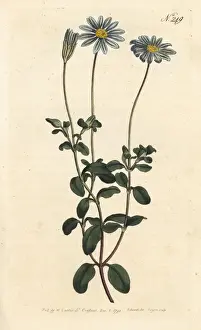 Sansom Prints: Blue daisy, Felicia amelloides