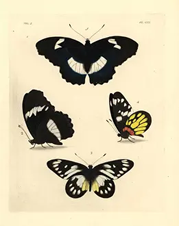Dorsal Prints: Blue diadem and redbase jezebel