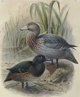 Buller Collection: Blue Duck Whio & New Zealand Scaup Papango