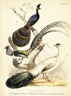 Ornithologist Prints: Blue-eared pheasant, Palawan peacock-pheasant and Lady Amherst's