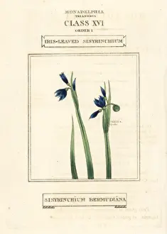 Classes Prints: Blue-eyed grass or iris-leaved sisyrinchium