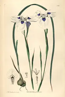 Moraea Prints: Blue-eyed Uintjie or Blouooguintjie, Moraea aristata