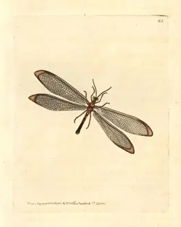 Elford Prints: Blue eyes lacewing or Antlion nymphes, Nymphes