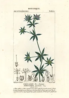 Antichi Gallery: Blue field madder, Sherardia arvensis