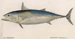Blue Fin Tuna Fish