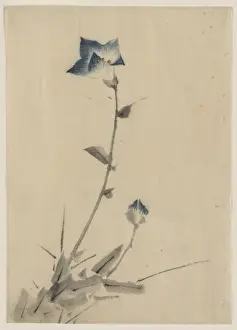 Blue flower blossom and bud at the end of a stalk
