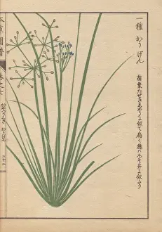 Honzo Prints: Blue-flowered grasslike fimbry or globe fringerush
