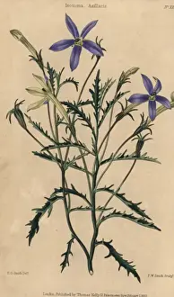 Mcintosh Prints: Blue flowered Isotoma axillaris