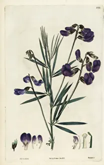 Blue-flowered platystylis, Platystylis cyanea
