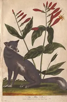 Ebenezer Prints: Blue fox, Vulpes lagopus