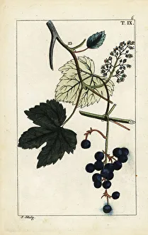 Blue grapes on vine, Vinis vitifera