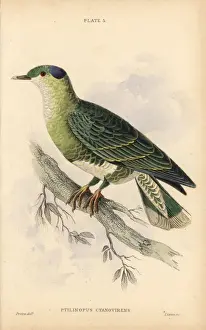 Virens Prints: Blue and green turteline, Ptilinopus cyano-virens