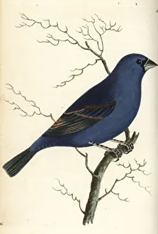 Loxia Collection: Blue grosbeak, Passerina caerulea