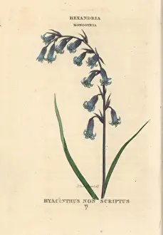Hyacinthoides Prints: Blue harebell, Hyacinthoides non-scripta