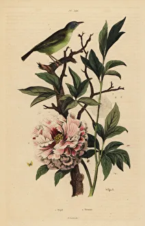 Guerin Meneville Collection: Blue-headed fantail, Rhipidura cyaniceps 1