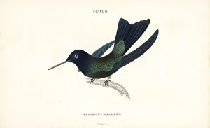 Trochilus Collection: Blue-headed hummingbird, Cyanophaia bicolor