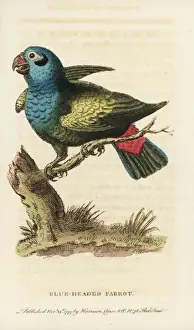 Blue-headed parrot, Pionus menstruus