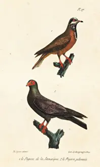 Completes Prints: Blue-headed quail-dove (endangered) and black