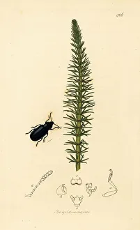 Larva Prints: Blue helodes beetle and mare's tail