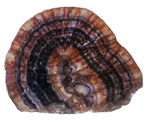 Blue John specimen