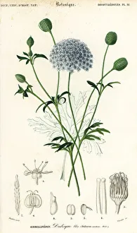 Louis Joseph Edouard Maubert Prints: Blue lace flower, Trachymene coerulea