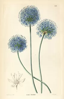 Allium Gallery: Blue leek, Allium caeruleum