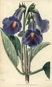 Mcintosh Prints: Blue and lilac flowered gloxinia, Gloxinia caulescens