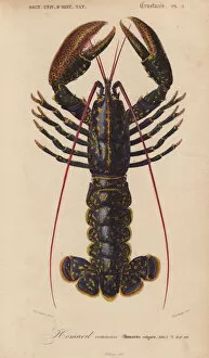 Dictionary Collection: Blue lobster, Homarus vulgaris