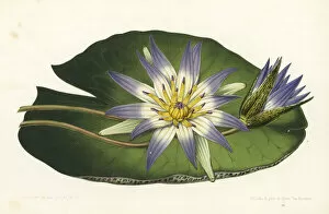 Stroobant Collection: Blue lotus, Nymphaea nouchali var. caerulea