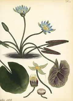 Henry Andrews Prints: Blue lotus, Nymphaea nouchali var. nouchali