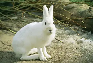 Lepus Prints: Blue / Mountain / Arctic / Siberian HARE - in Winter coat
