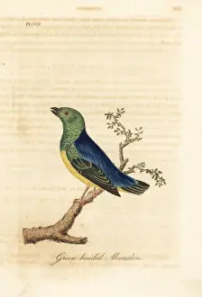 Blue-naped chlorophonia, Chlorophonia cyanea