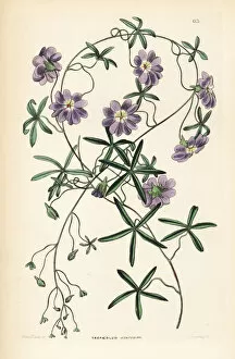 Lindley Gallery: Blue nasturtium or Indian cress, Tropaeolum azureum