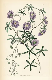 Ornamental Collection: Blue nasturtium or Indian cress, Tropaeolum azureum