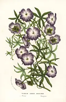 Blue nasturtium, Tropaeoleum azureum