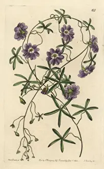 Blue nasturtium, Tropaeolum azureum