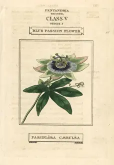 Passiflora Prints: Blue passionflower, Passiflora caerulea
