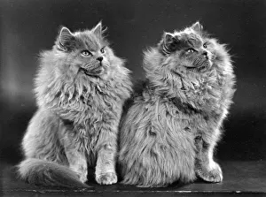TWO BLUE PERSIAN CATS
