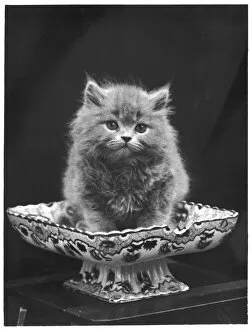 Cats Collection: Blue Persian Kitten / 1936