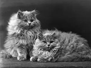 BLUE PERSIAN KITTENS