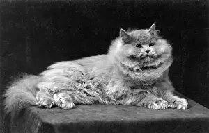 Reclines Prints: BLUE PERSIAN LYING