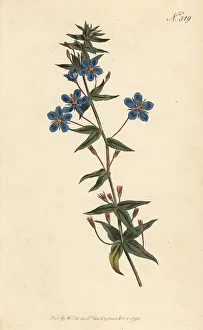 Blue pimpernel, Lysimachia monelli