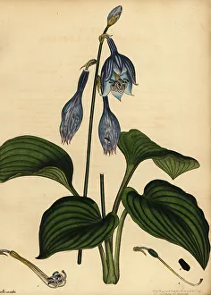 Henry Andrews Prints: Blue plantain lily, Hosta ventricosa