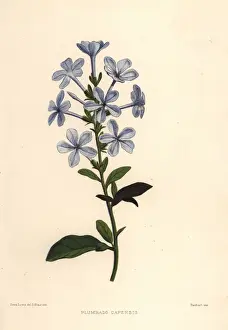 Capensis Prints: Blue plumbago, Plumbago auriculata