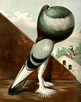 Feature Collection: Blue Pouter Cock Pigeon