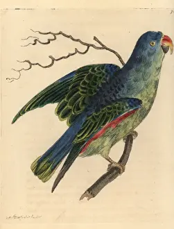 Thenaturalistsmiscellany Prints: Blue-rumped parrot, Psittinus cyanurus Near threatened