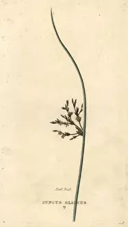 Juncus Prints: Blue rush, Juncus inflexus