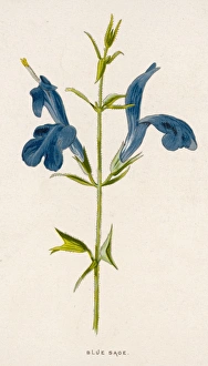 Salvia Officinalis