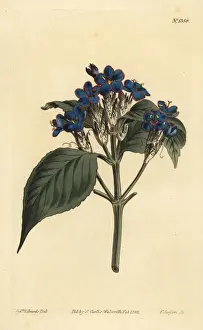 Sage Prints: Blue sage, Eranthemum pulchellum