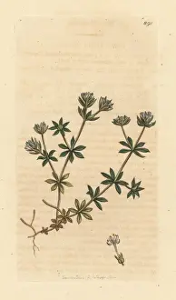 Blue sherardia, Sherardia arvensis